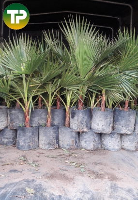 Cây cọ mỹ, cọ chỉ 