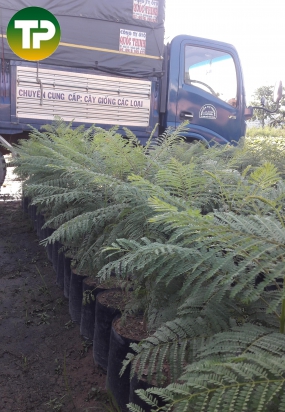 Cây phượng tím 1m