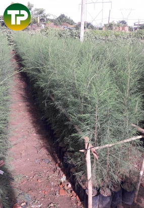 Cây dương , phi lao 