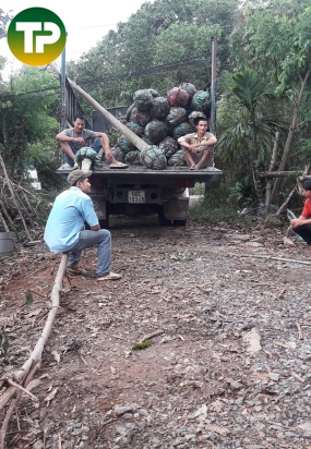 cây sala đường kính 15cm