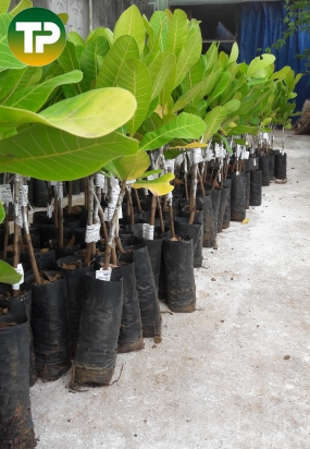 điều giống ghép AB 29