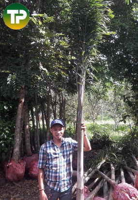 cau đuôi chồn công trình