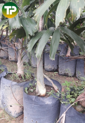 cau đuôi chồn giống