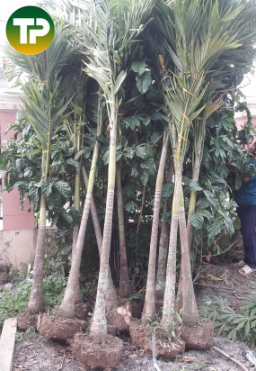 Cau bụng trắng , cau bẹ trắng