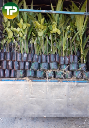 Cây ăn trái, cây ăn quả