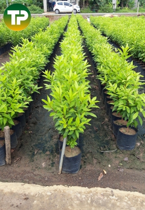 Cây vối nếp giống