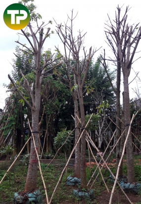 Cây sala đk 20cm , cây tha la, cây kỳ lân