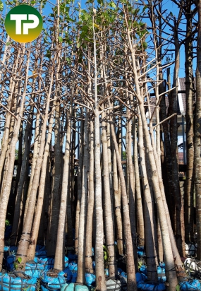 dầu rái đường kính 10cm