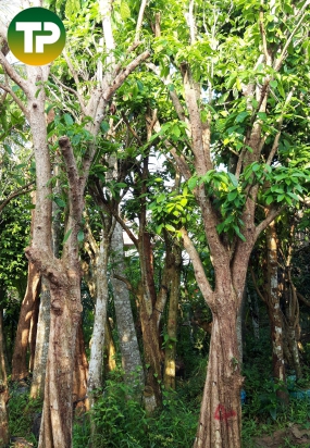 Cây dâu xanh công trình