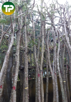 Lim sẹt đk 9cm 10cm