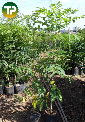  Cây Xà cừ giống