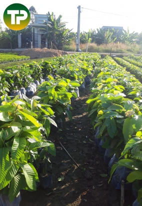 Dầu rái cây giống