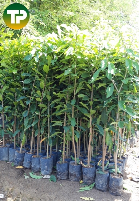 Cây lộc vừng giống