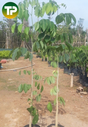 Cây Gõ Đỏ Giống