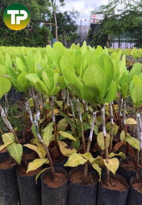 cây điều thái AB 29