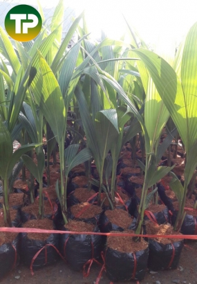 cây dừa xiêm lùn