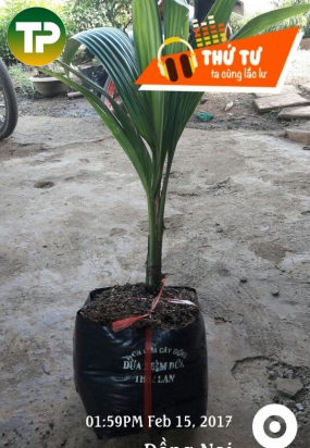 cây dừa xiêm dứa