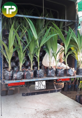 Cây dừa xiêm lùn giống giao khách