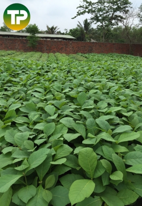 Cây giá tỵ giống