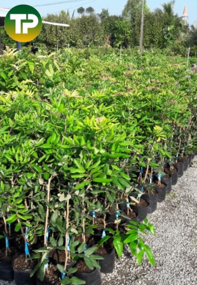 cây nhãn xuồng thái