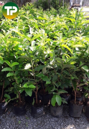 cây ổi lê ruột hồng