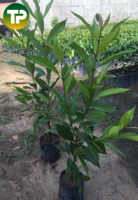 cây giống vối nếp