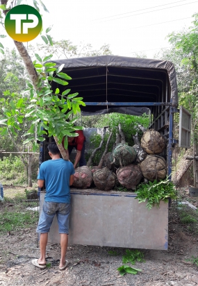 Cây xạc cừ đường kính 10cm