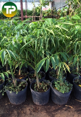 Cây Cóc thái giống