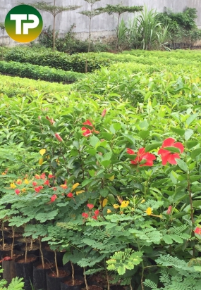 điệp cúng đủ màu