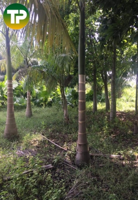 Cau vua , cau bụng