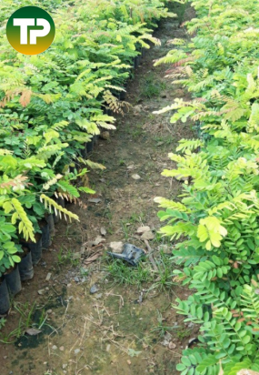 Cây Cẩm Lai Giống