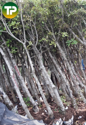  Lộc vừng đường kính 10cm, cây cong trình