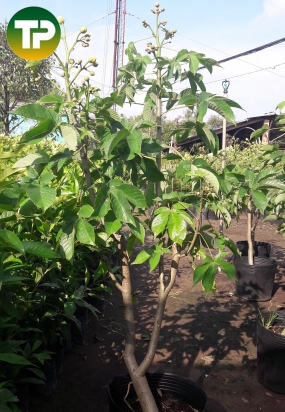  Mai hà lan, mai nhật