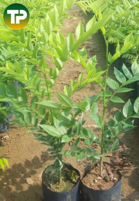 cây sưa đỏ giống