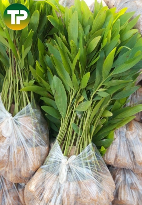 cây tràm hom (cây keo lai)