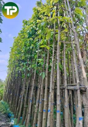 Cây dầu rái công trình