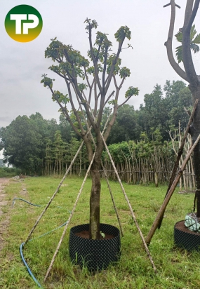 Cây lộc vừng công trình