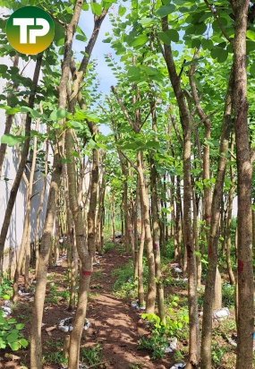 Cây móng bò tím công trình