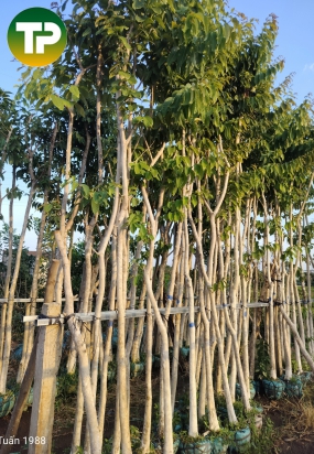 Cây bằng lăng tím công trình