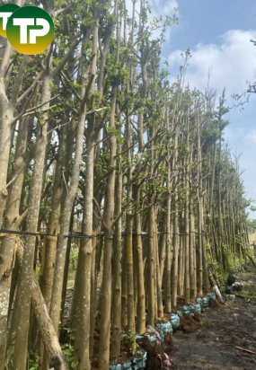 Cây bàng Đài Loan công trình