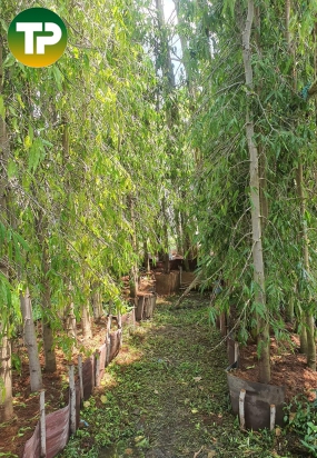 Cây hoàng nam công trình