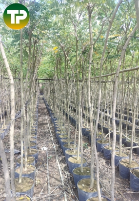 Cây cẩm lai công trình