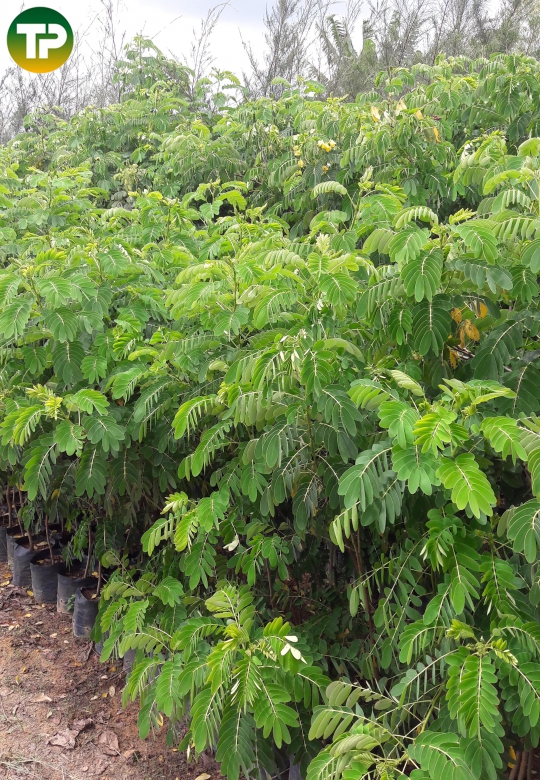 Cây điệp vàng 1m