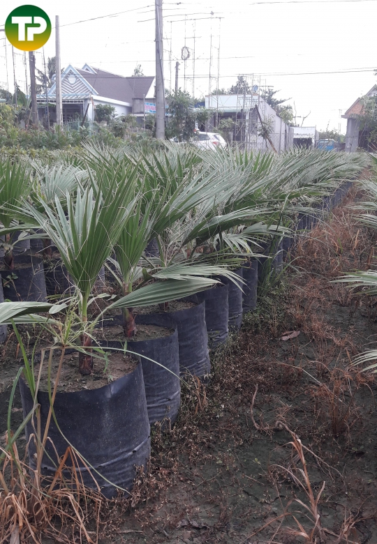 Cây cọ chỉ Mỹ