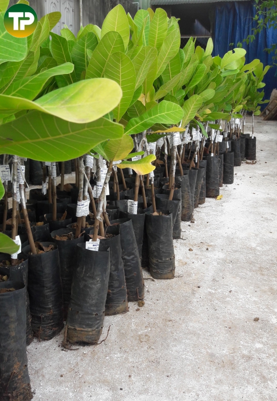 điều giống ghép AB 29