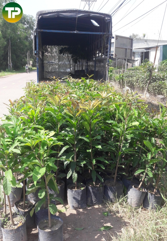 lộc vừng 1m 