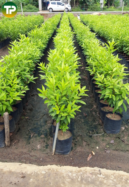 Cây vối nếp giống