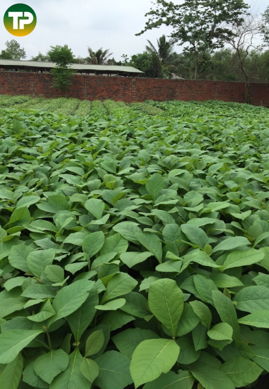 Cây giá tỵ giống