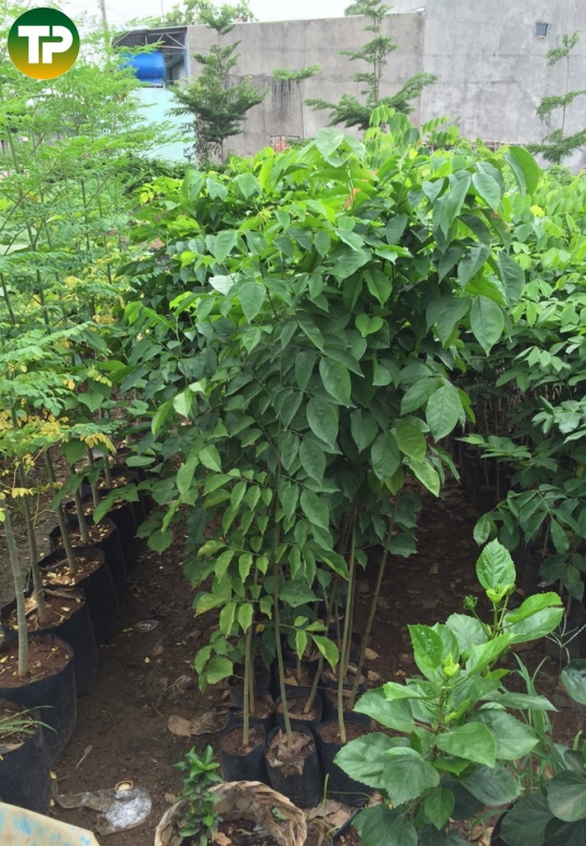 cây giáng hương
