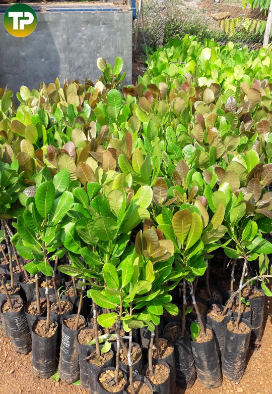 Điều ghép giống PN 1